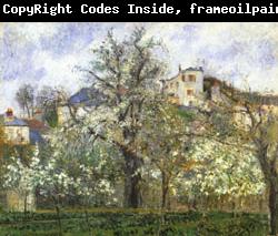 Camille Pissarro Vegetable Garden and Trees in Flower Spring